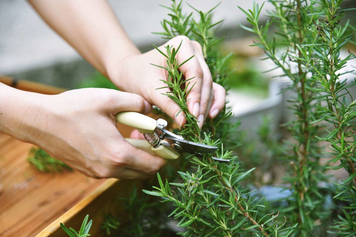 rosemary plant