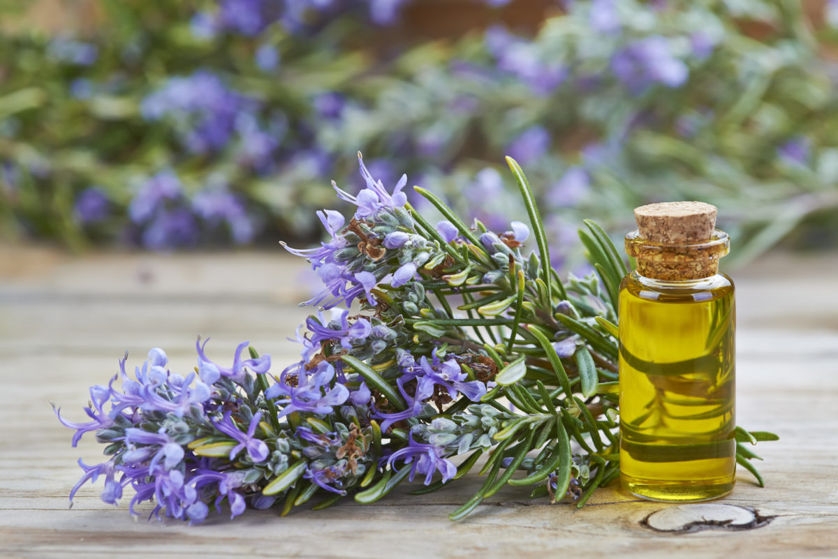 rosemary oil for hair